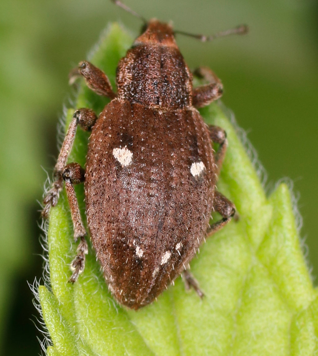 Curculionidae: Graptus kaufmanni